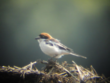 Woodchat Shrike (westhall)