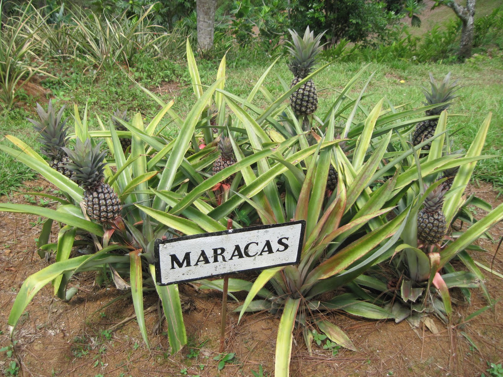 Smith's Jamaican Mission Pineapple Plantation