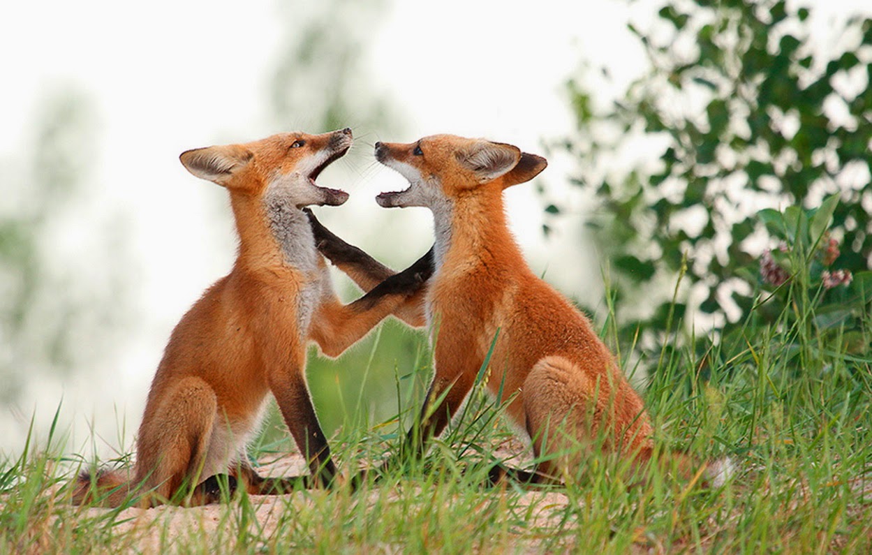 Какие отношения складываются между лисой и зайцем. Две лисички. Лисы вместе. Лисята обнимаются. Лиса и друзья.