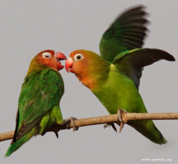 I love birds. Замбезия попугаи. Неразлучник из мультфильма Замбезия.