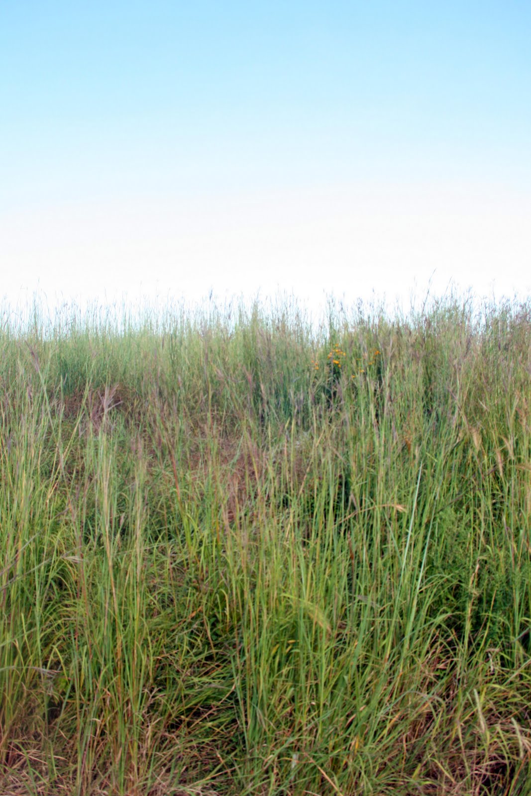 Sara Thompto Photography Location 4 Brown Deer Golf Course