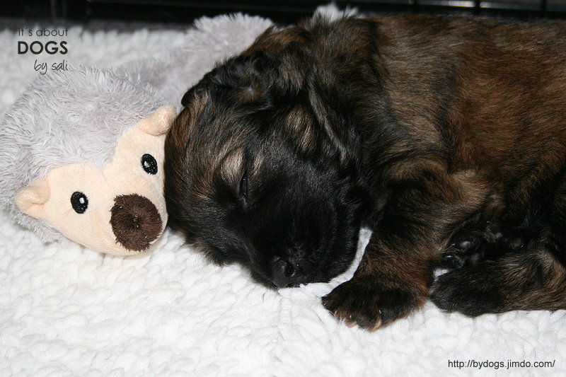 Fünf kleine Mini-Chirus? Nein! - ABOUT DOGS AND CHIRU [Hundeblog]