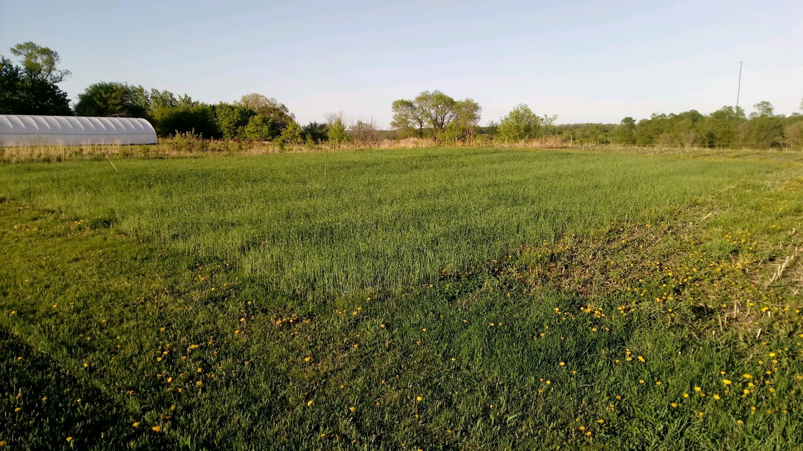 Five cover crops to try this fall after vegetables