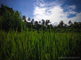 Grainy Paddy Plants And Cirrostratus Cloud Sky At Ringdikit Farmfield, North Bali, Indonesia