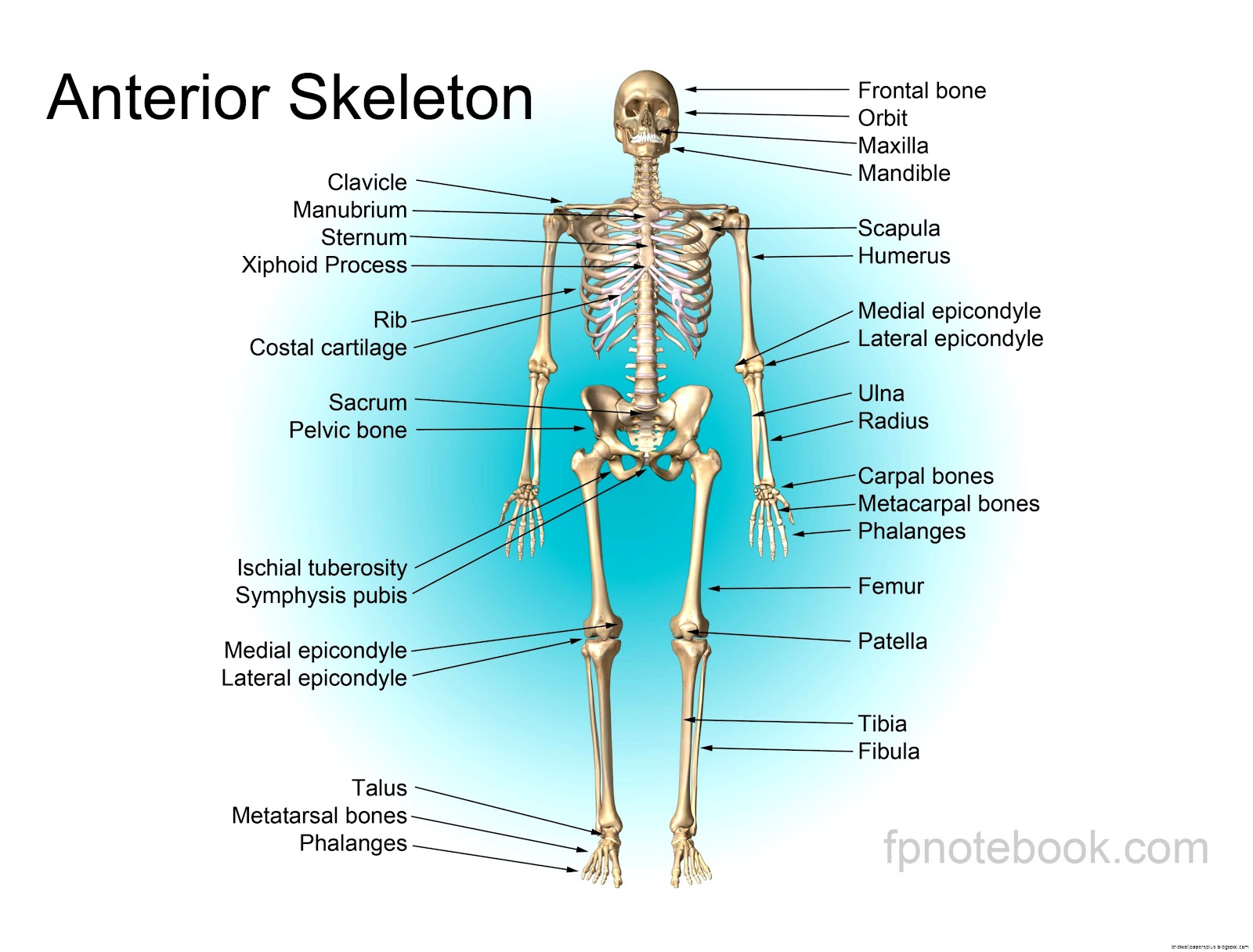 Human Arm Bones Anatomy