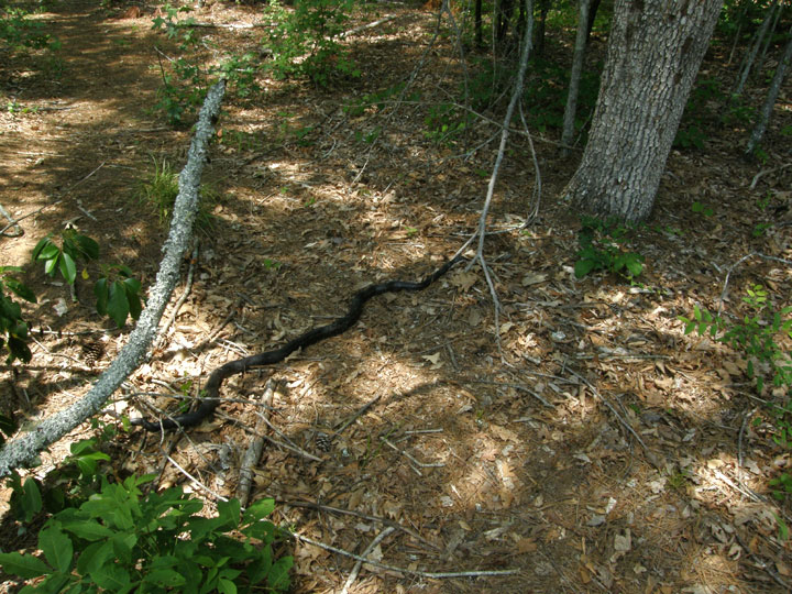 Anybody Seen My Focus? Black Rat Snake (Pantherophis obsoleta) Broad
