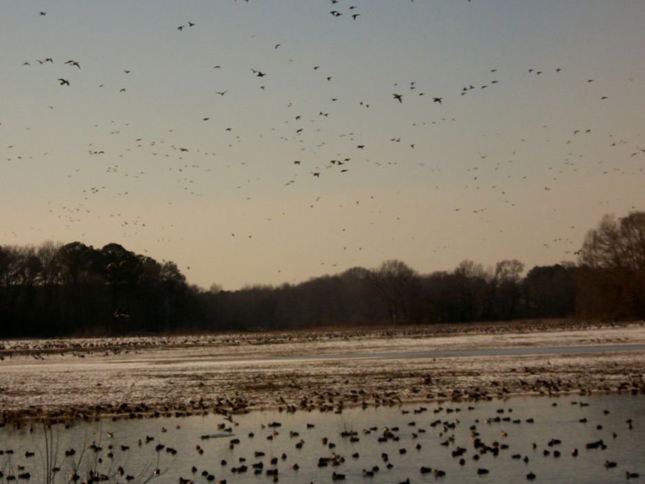 Wheeler Wildlife Refuge Important Wallpapers