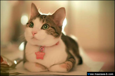 cats39