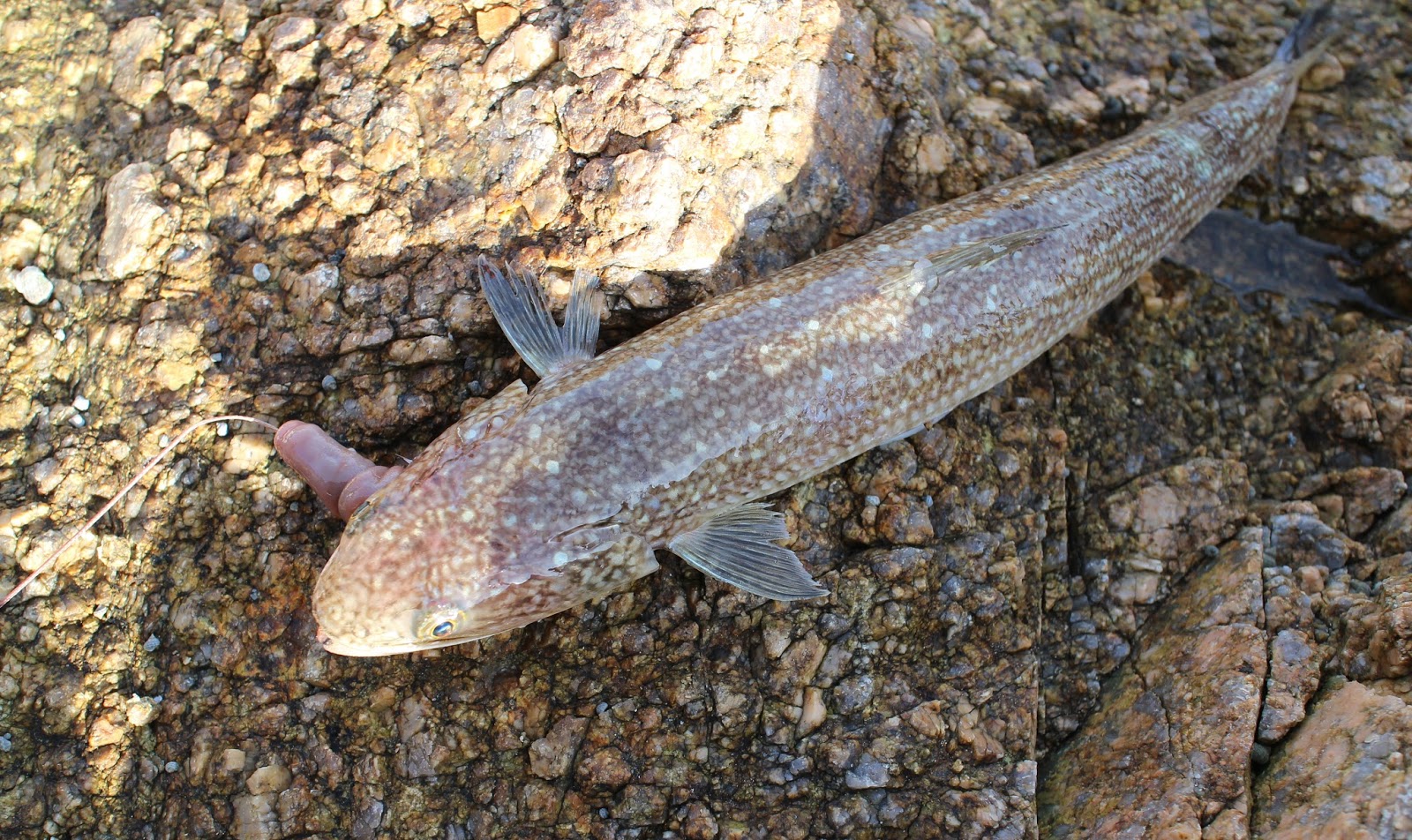 俺達の田舎暮らし エソのツミレ汁