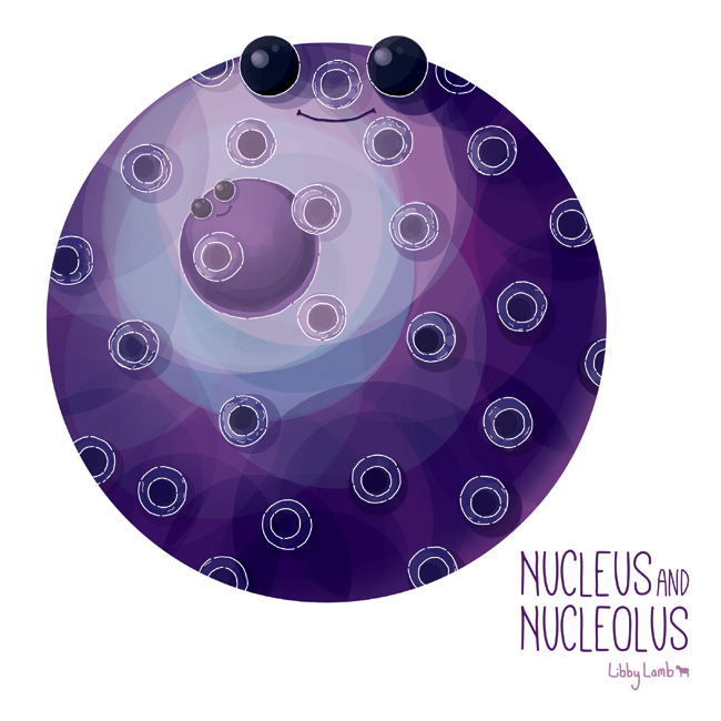 Cell Without Nucleus Cell nucleus Illustrations Nucleus is the largest organelle in animal
