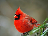 Inilah Penjelmaan Burung Angry Bird  Di Dunia Nyata