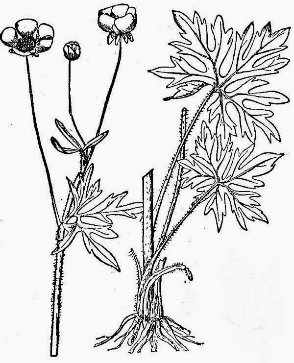 Лютик едкий формула цветка и диаграмма