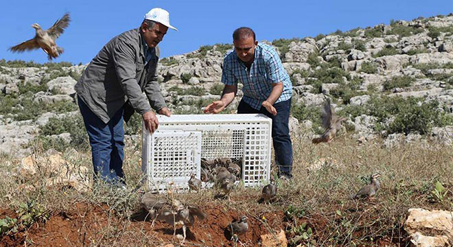Diyarbakır Silvan'da 500 kınalı keklik doğaya bırakıldı Diyarbakır Silvan'da 500 kınalı keklik doğaya bırakıldı