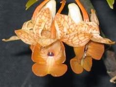 Dendrobium nemorale (Ảnh Lê trọng Châu)