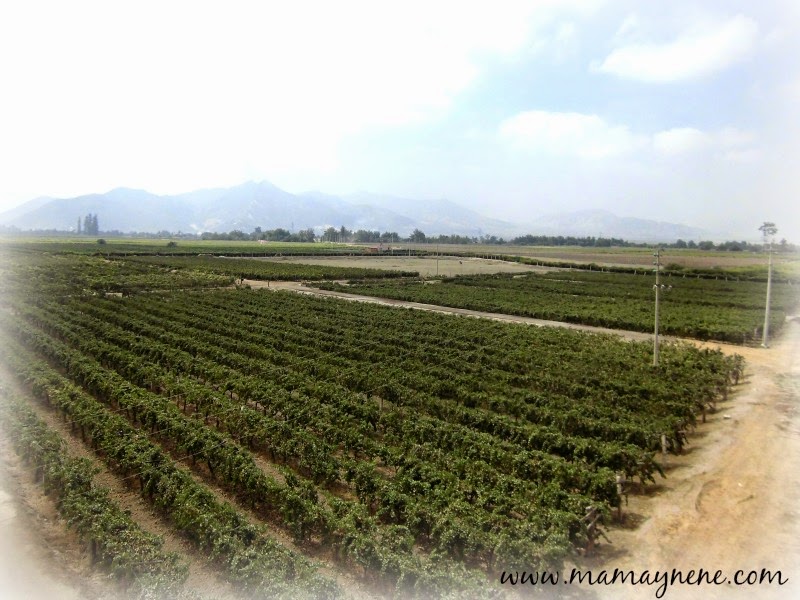 ICA-PERU-VINOS-PASEOS-VIÑEDO-TOUR-MAMAYNENE