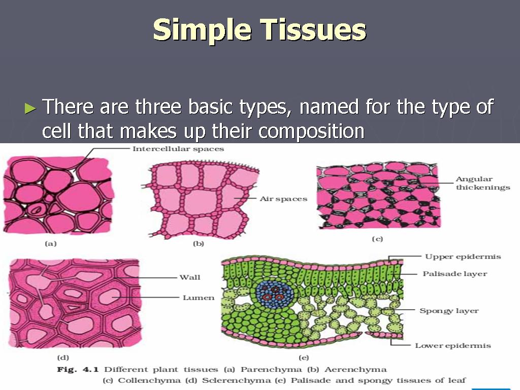 Plant tissues. Паренхима Types. Tissue Cell. Plant Tissue Types.