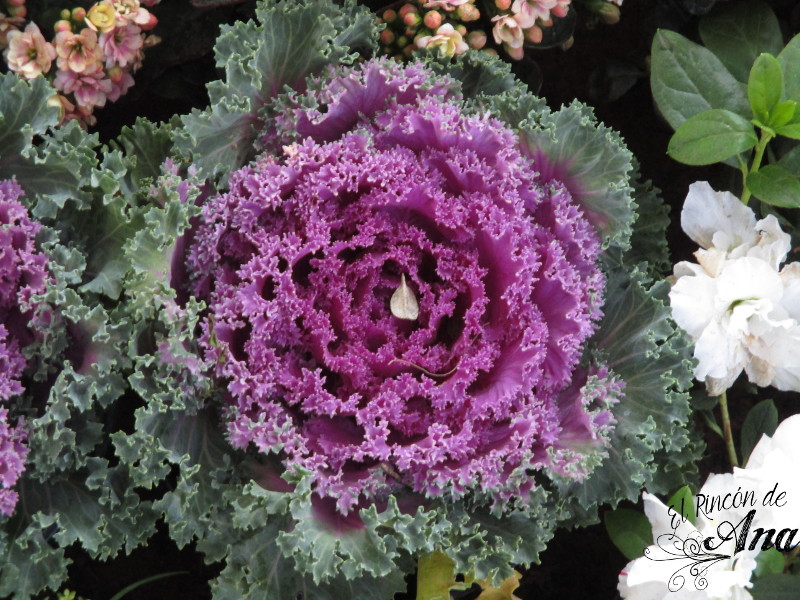 feria de la candelaria 2017