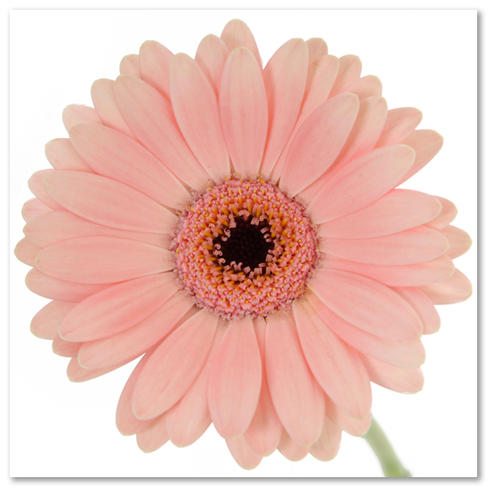 this is the story of: ♥ My Engagement theme ~ BLUSH PINK !!! ♥
