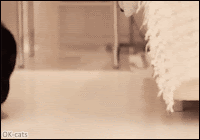 Funny reverse Cat GIF • Crazy black Kitten jumping and walking on hind legs WTF?