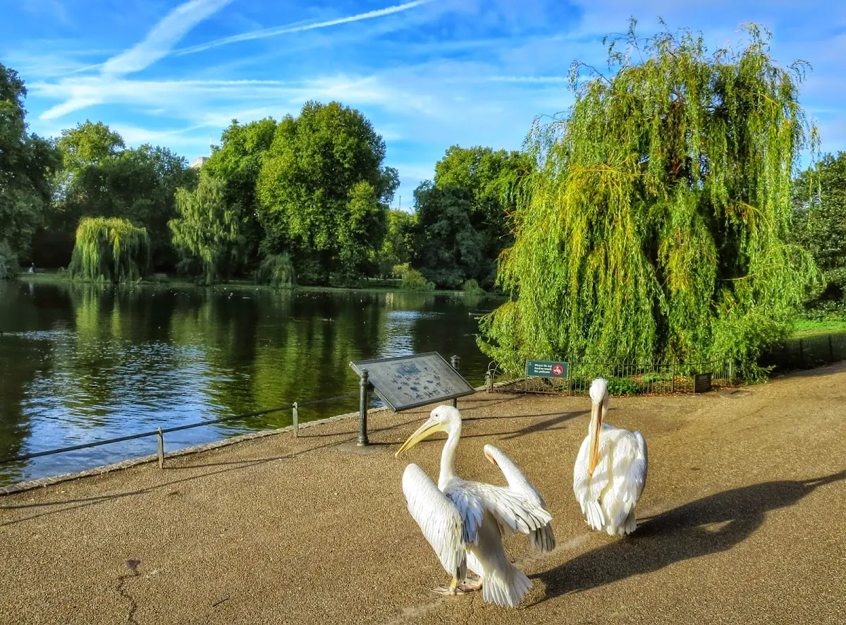 St. James Park Pelicans in London