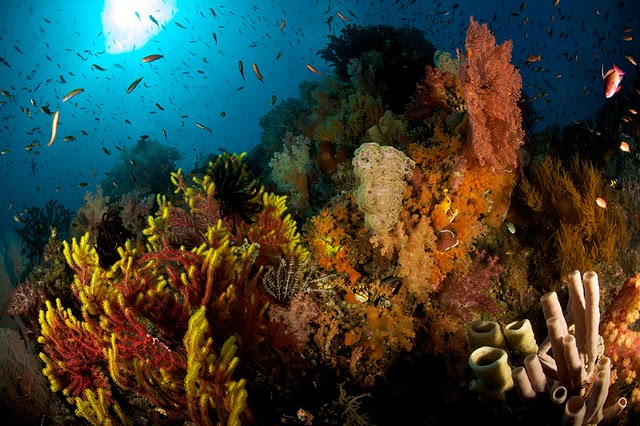 10 best diving spot in indonesia