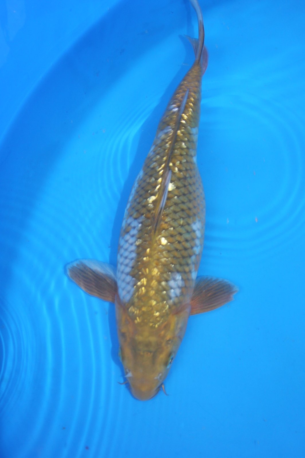 best-plants-for-my-koi-pond1
