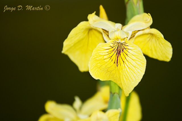 Lirio amarillo Iris Pseudacorus