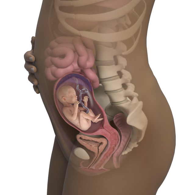 Mẹ bầu mang thai: Tuần 22