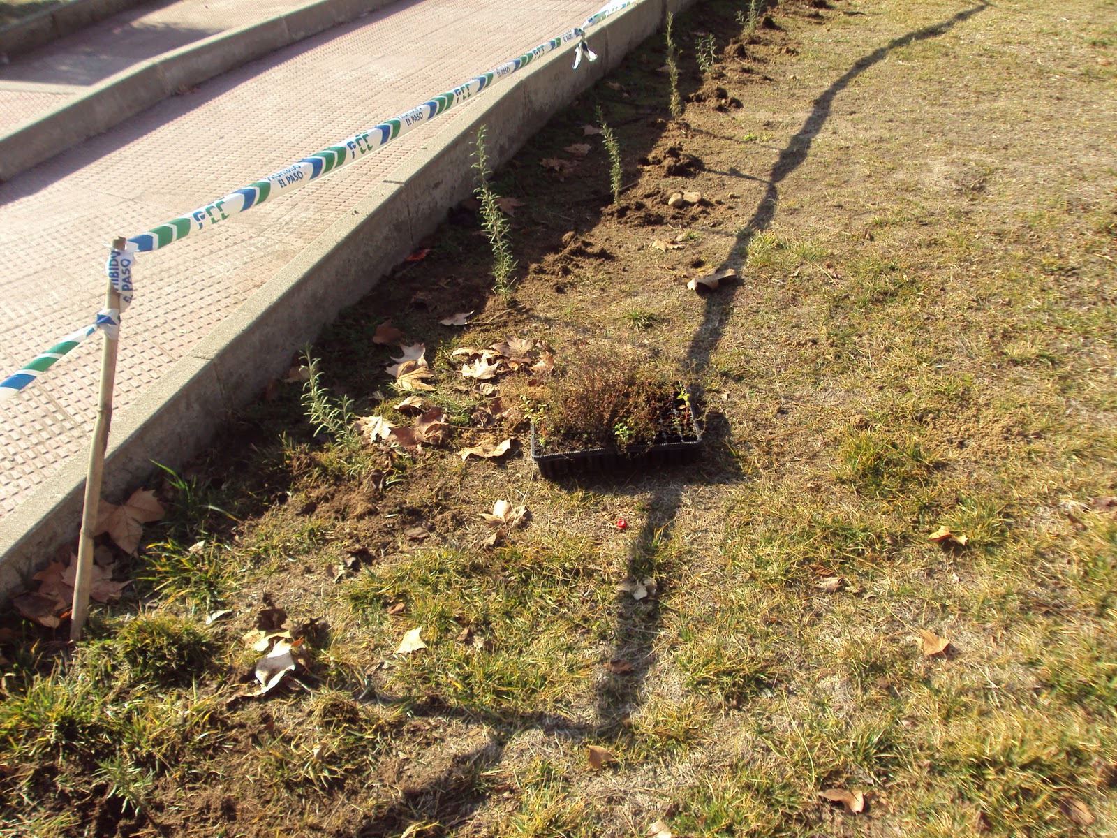 SETO DE ROMERO Y TOMILLO | En torno al huerto.