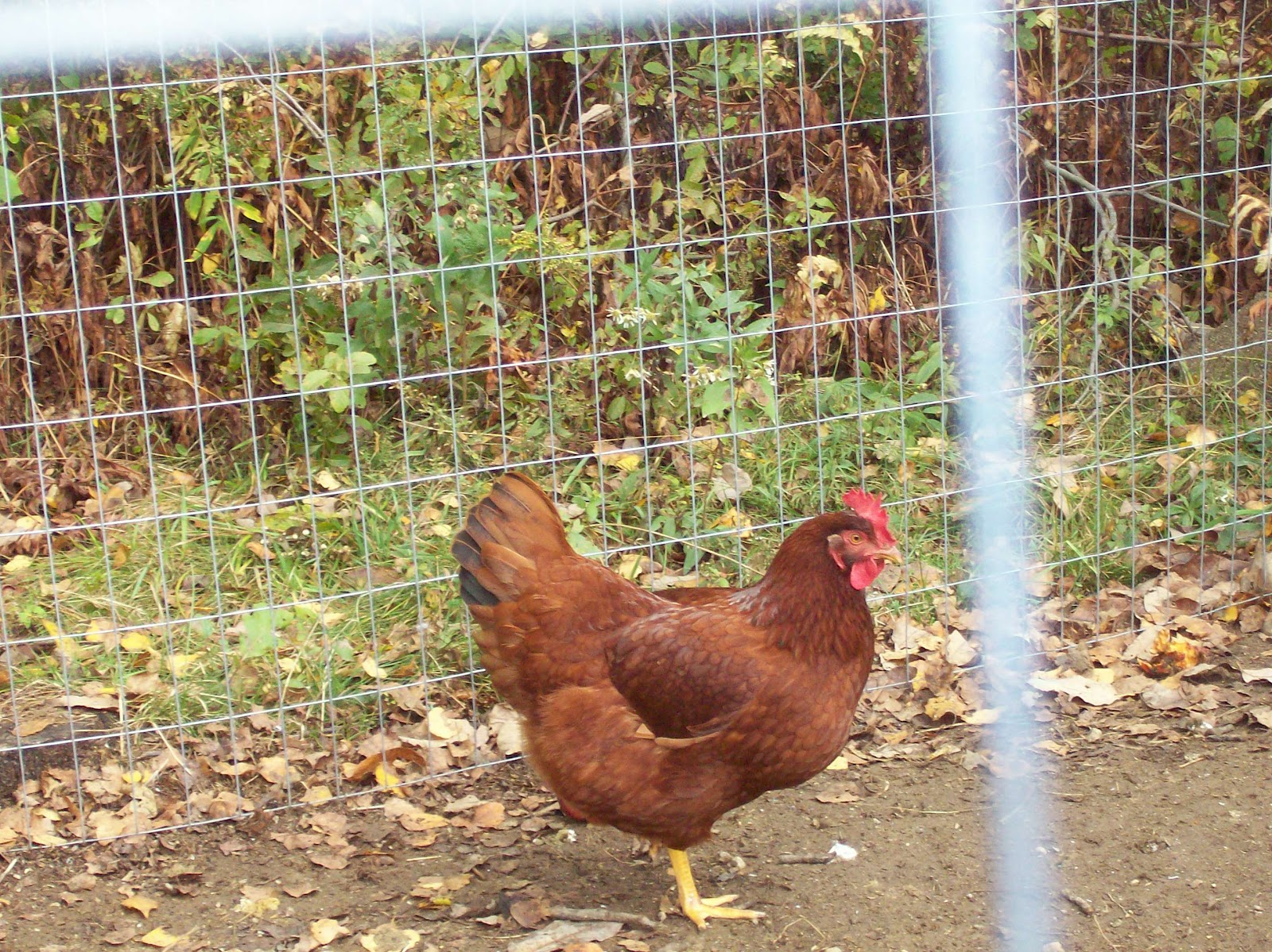 My Chicken And Egg Journal: Cherry Egger Chicken Breed