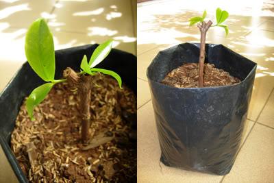 Budidaya Bonsai Dengan Cara Stek