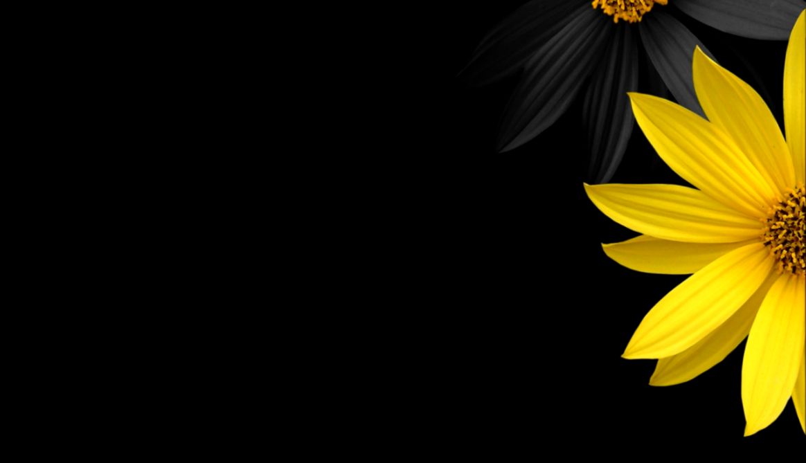 All about spring season — yellow flower half flower black