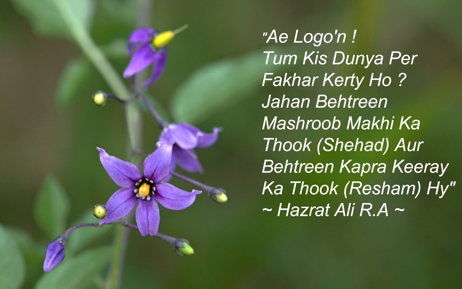 Hazrat Ali R A Quotes About Life