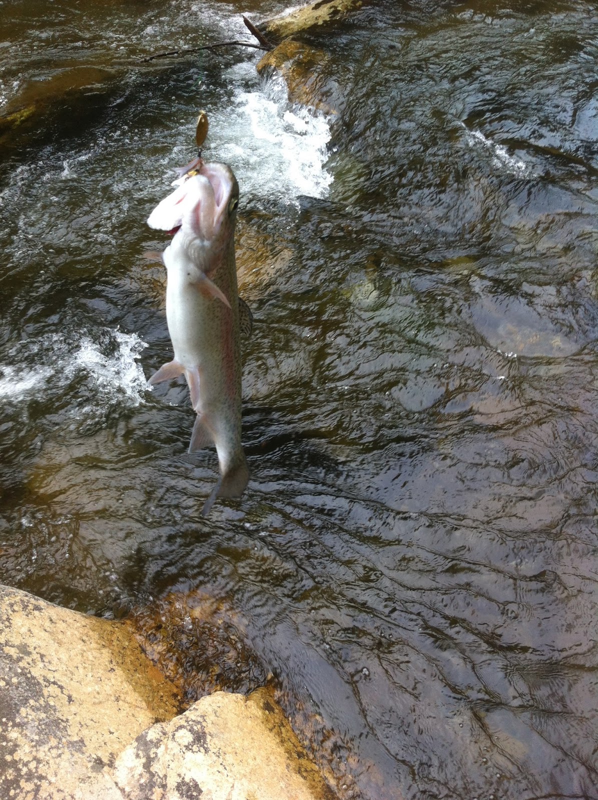 Tellico River Trout Fishing A Tourist Perspective