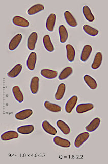 Coprinellus domesticus