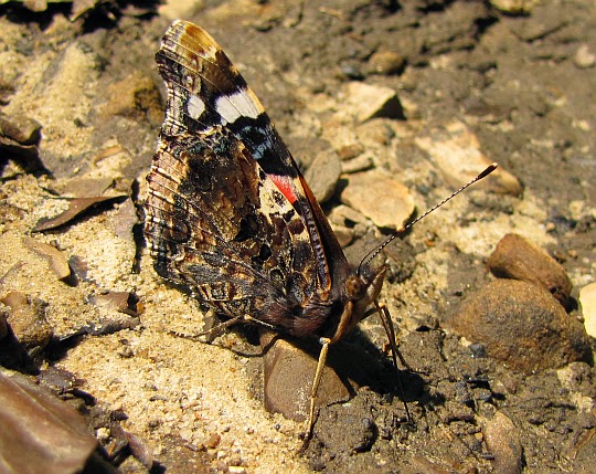 Rusałka admirał (Vanessa atalanta)