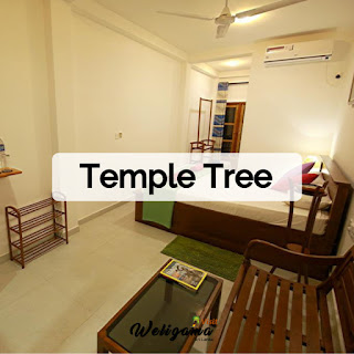 Temple Tree | Budget Hotels in Weligama Sri Lanka