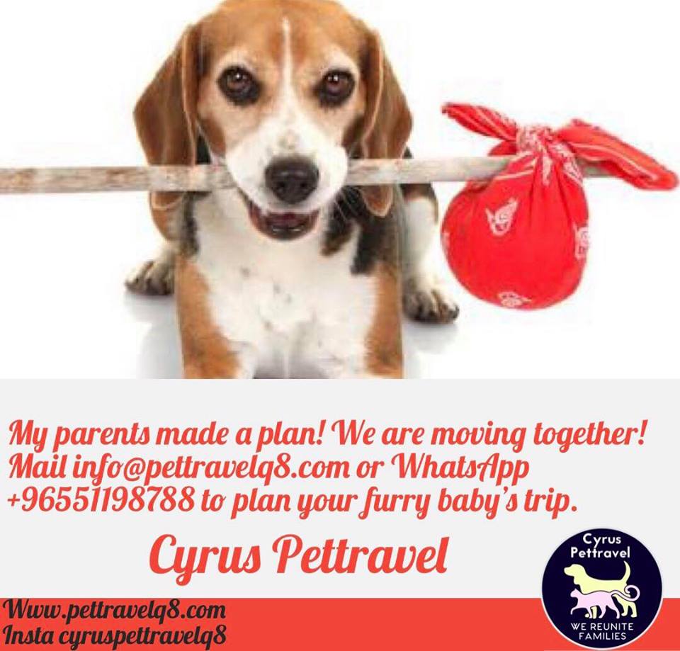 Desert Girl on Kuwait Importing/Exporting a Pet (AKA family member) to