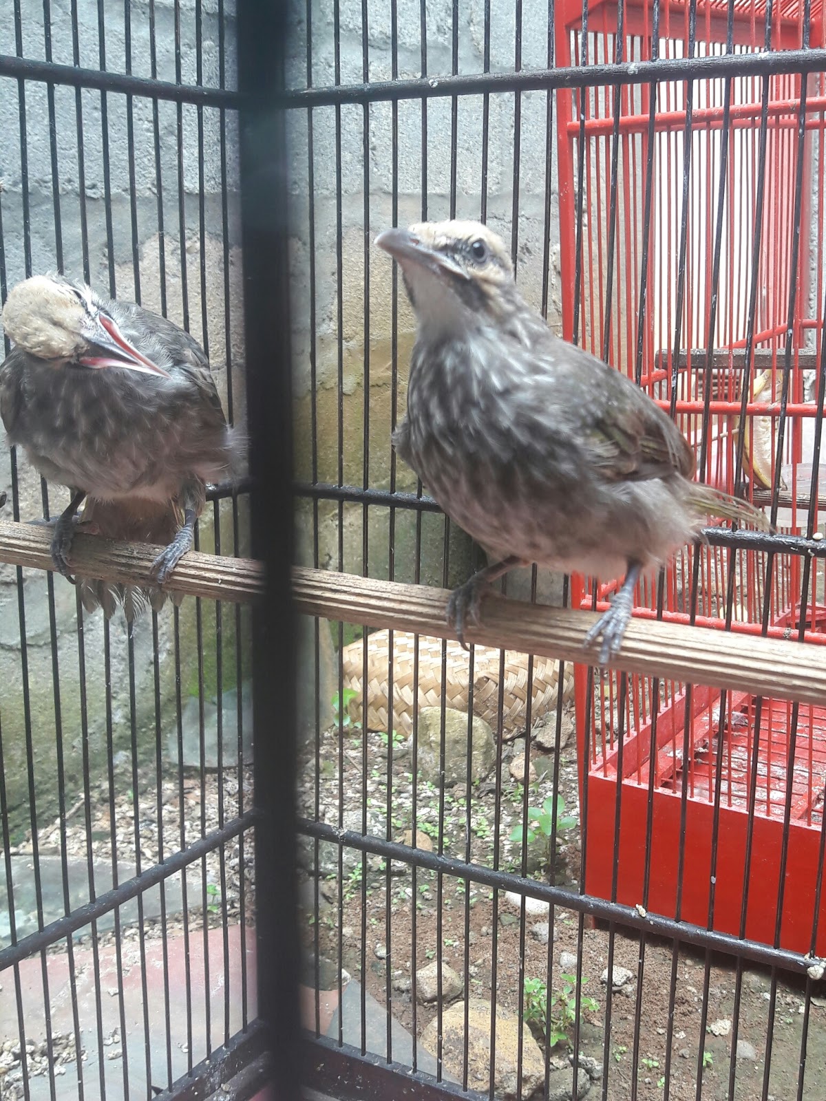 Jual Beli Burung Cucak Rowo Cucak Rowo Trotol Usia 2 Bulan