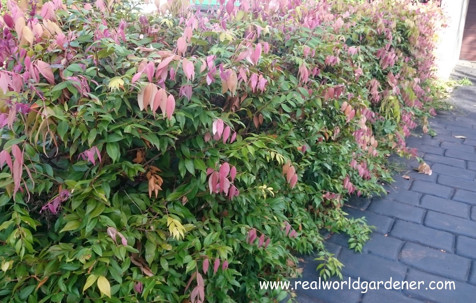 Three Dogs In A Garden Lilacs Planting Care And Pruning