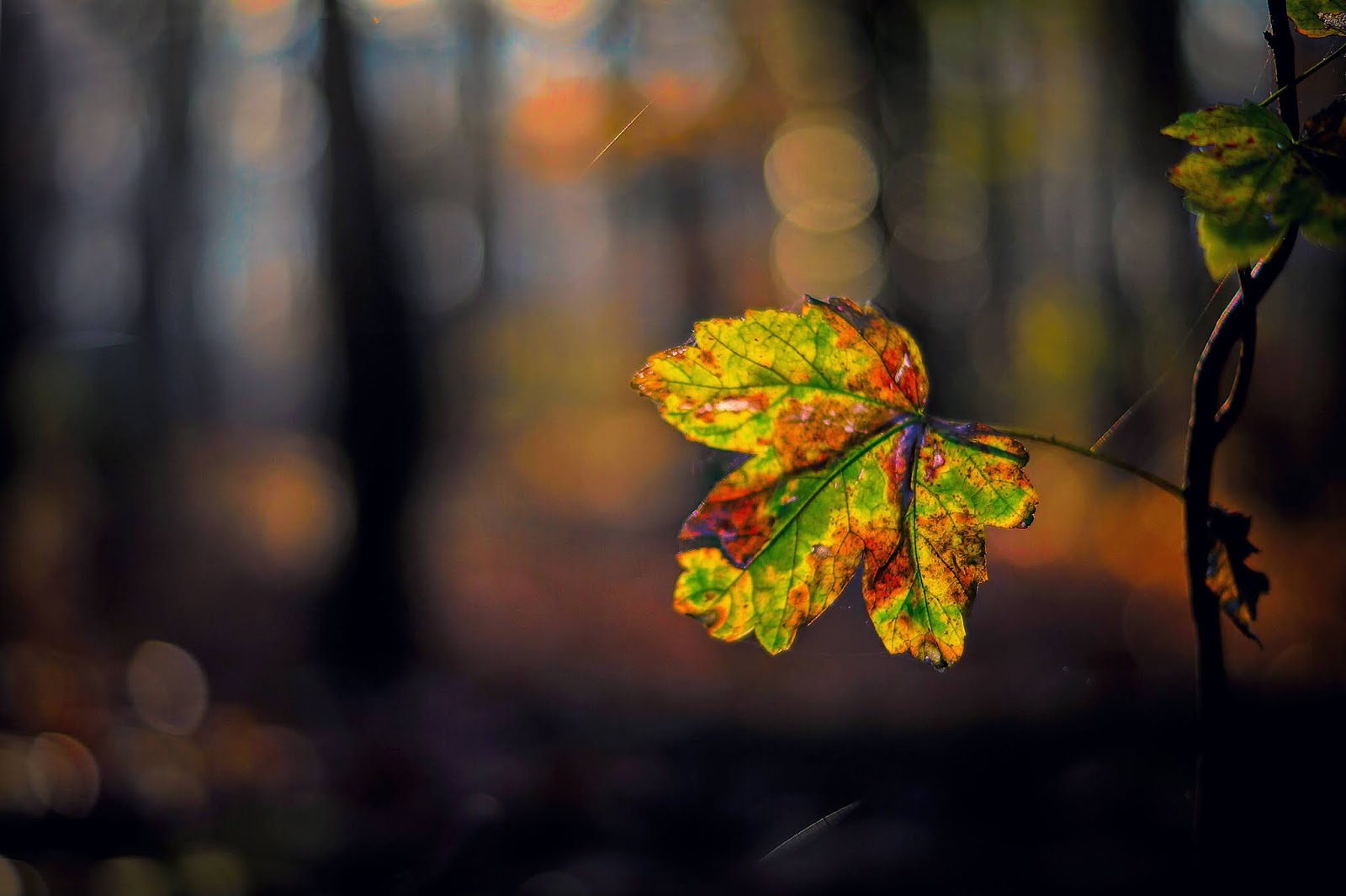 Wo Stille Wohnt Und Glanz November 2018