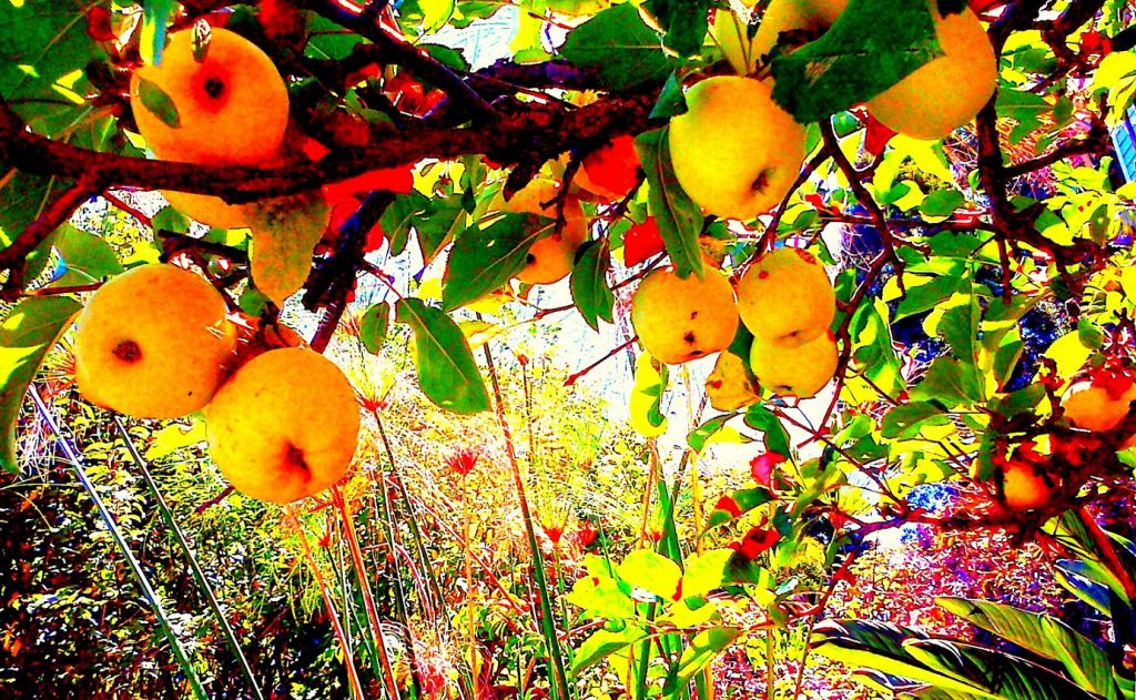 When do you conduct fruit tree maintenance?