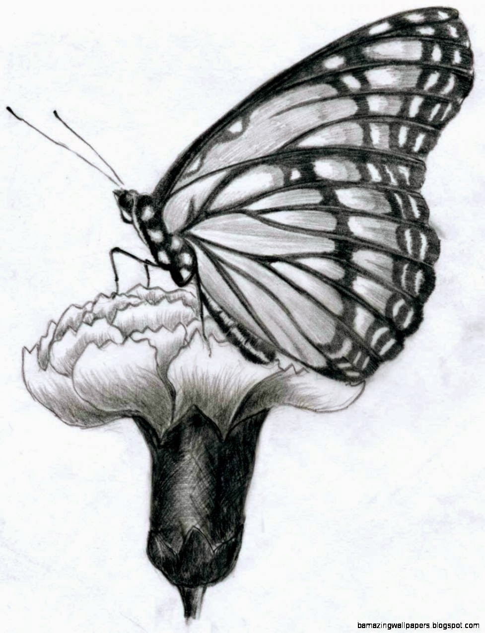 Easy Butterflies Drawings In Pencil