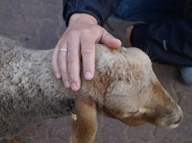 Naturgenuss pur: Der Tierpark Arche Warder. Viele seltene Schaf- und Ziegenarten leben in der Arche Warder, z.B. das Houtland-Schaf.