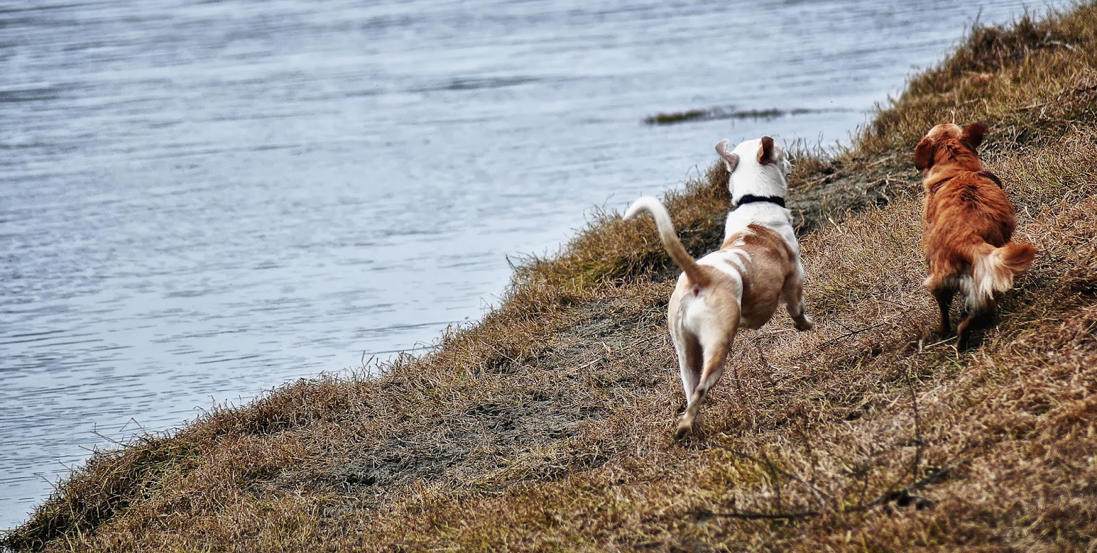 Torino In My eyes River Dogs