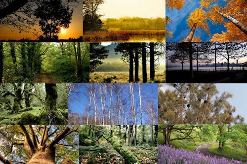 Fotos de árboles en todas las estaciones del año I