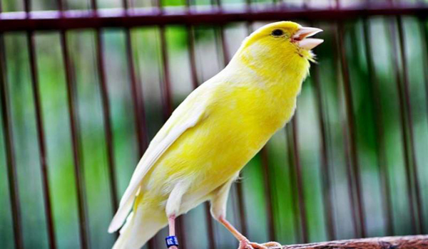 suara burung kenari