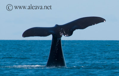 La cola de la ballena y sus formas particulares.