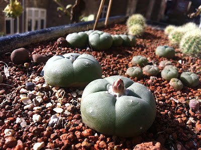 Late-flowering peyote cactus