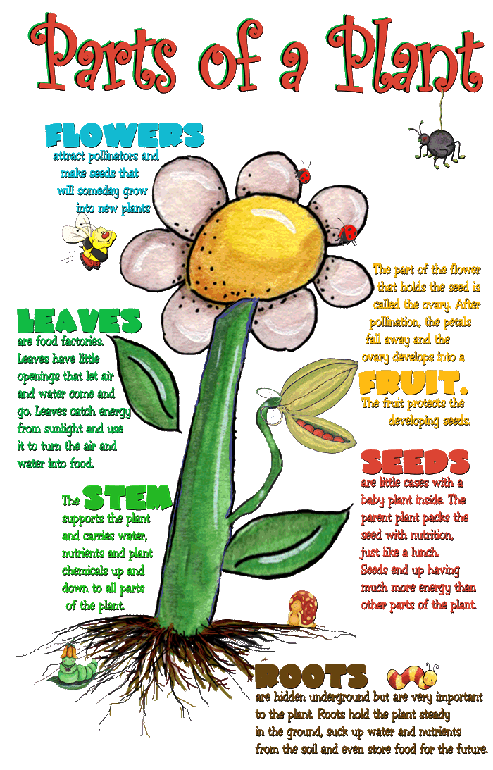 PARTS OF A PLANT AND THEIR FUNCTIONS | MY ENGLISH AND SCIENCE